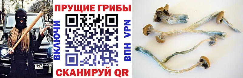 Купить где  Ртищево  Галлюциногенные грибы Psilocybine cubensis 